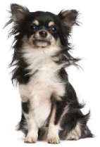 Chihuahua (Long-Haired)