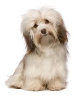 havanese papillon havanese papillon hybrid dogs breeds picture havanese papillon havanese papillon hybrid dogs breeds picture