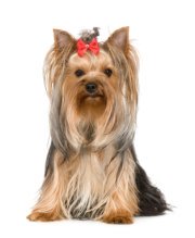 are yorkies hypoallergenic dogs hypoallergenic dogs are yorkies hypoallergenic dogs hypoallergenic dogs