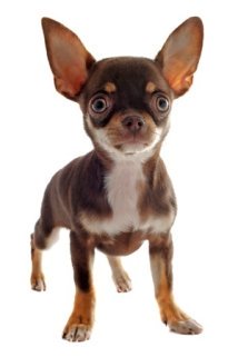 names for brown dogs brown names for your chocolate pooch names for brown dogs brown names for your chocolate pooch