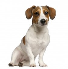 Parson Russell Terrier Short Hair