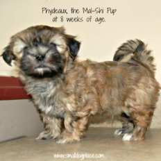 how big does a maltese shih tzu get shih tzu and maltese designer how big does a maltese shih tzu get shih tzu and maltese designer