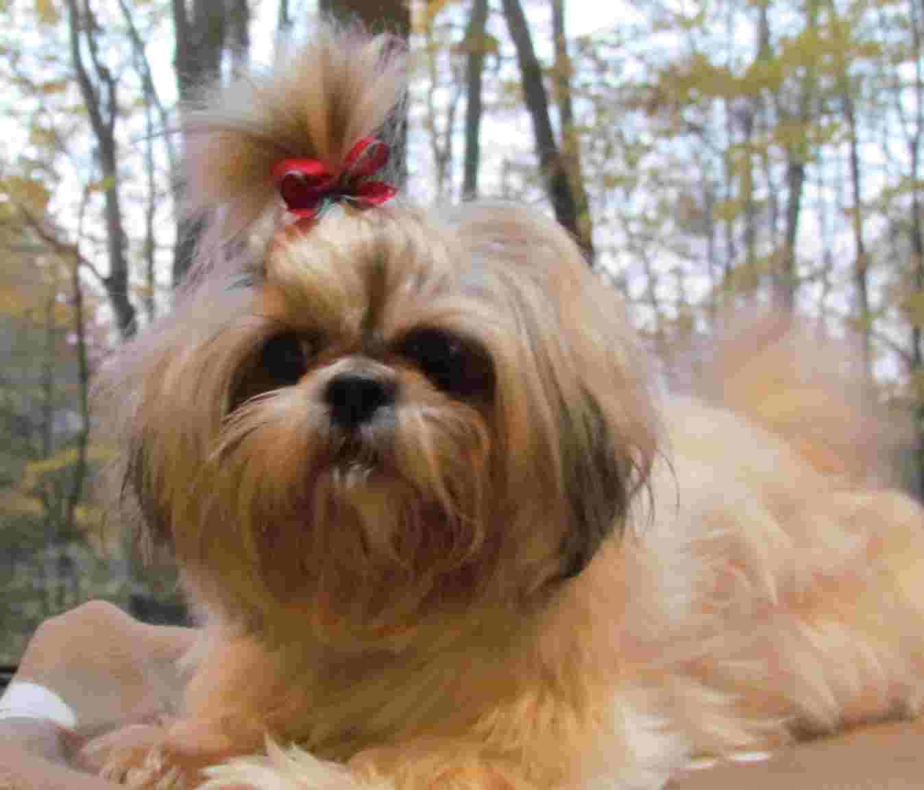 imperial vs shih tzu imperial vs shih tzu imperial vs shih tzu imperial vs shih tzu
