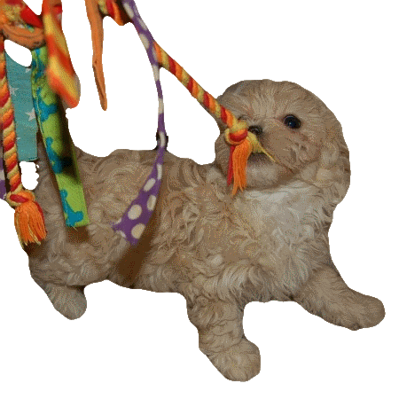 puppy teething symptoms puppy teething symptoms what you should puppy teething symptoms puppy teething symptoms what you should
