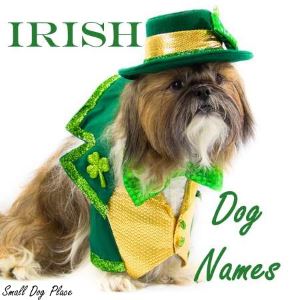What are some Irish names for dogs?