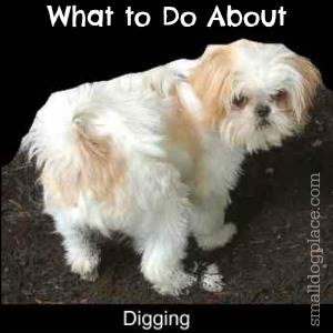 shih tzu digging your digging holes in your yard stop it now shih tzu digging your digging holes in your yard stop it now