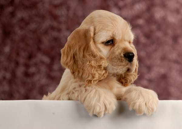 Names Puppies The Cutest Puppies