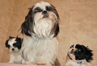 black shih tzu names black and white names black shih tzu names black and white names