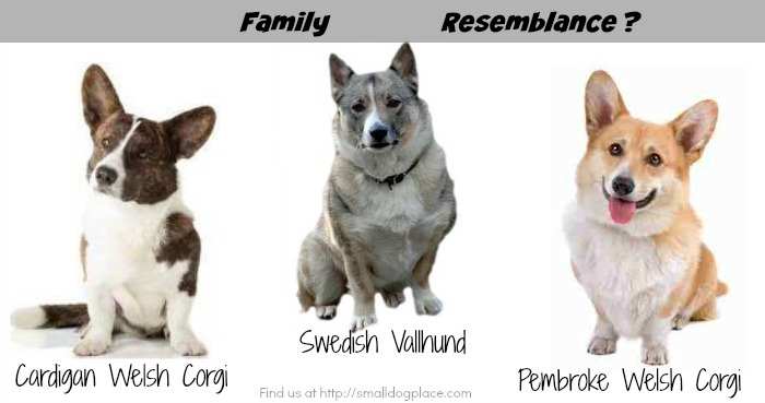Swedish Vallhund Swedish Vallhund