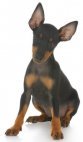 Toy manchester Terrier