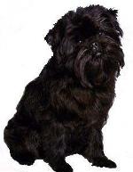 Affenpinscher