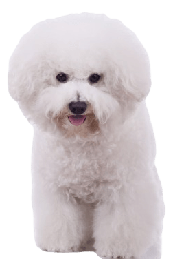 Bichon Frise