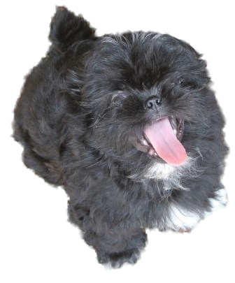 black shih tzu names 100 best black names black shih tzu names 100 best black names