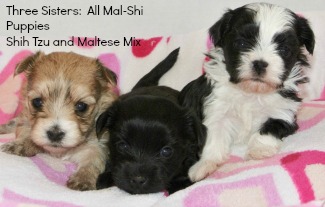 how big does a maltese shih tzu get how big do shih poos get hairstyle 2013 how big does a maltese shih tzu get how big do shih poos get hairstyle 2013