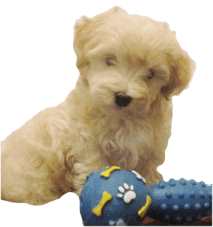 Names For Golden Coloured Dogs Names For Golden Coloured Dogs