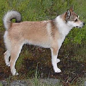 Quiet Small Breed Dogs: Top Ten Choices