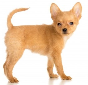 Russian Toy Terrier: Small Dog Place