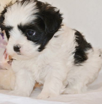 shih tzu and maltese mix pictures shih tzu and maltese designer shih tzu and maltese mix pictures shih tzu and maltese designer