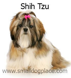 shih tzu shedding puppy coat small non shedding dogs 3 breeds n through z shih tzu shedding puppy coat small non shedding dogs 3 breeds n through z