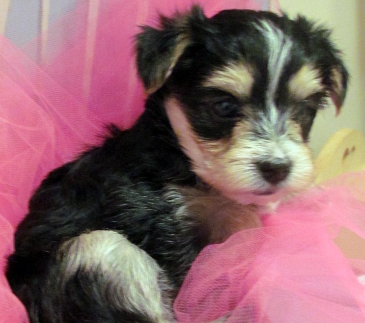 Morkies Maltese Yorkshire Terrier Mix
