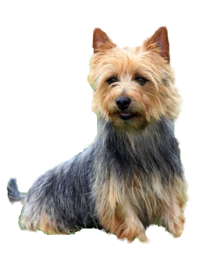 breeds alphabetical small purebred dogs in alphabetical order breeds picture breeds alphabetical small purebred dogs in alphabetical order breeds picture