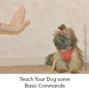 when to start teaching puppy commands small where do you start when to start teaching puppy commands small where do you start