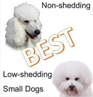 best non shedding dogs breeds with children non shedding breeds best breeds best non shedding dogs breeds with children non shedding breeds best breeds