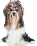 biewer yorkie maltese mix biewer terrier breed information small place biewer yorkie maltese mix biewer terrier breed information small place
