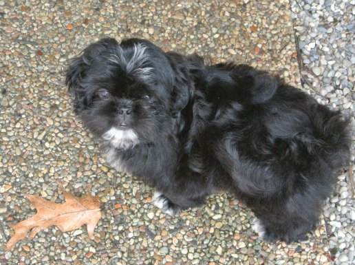 why does my shih tzu follow me everywhere getting a small what to consider before the big day why does my shih tzu follow me everywhere getting a small what to consider before the big day