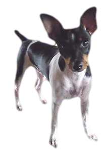 Brazilian Terrier Brazilian Terrier