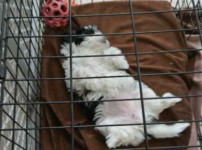 ... your puppy won't like her crate when you're crate training small dogs