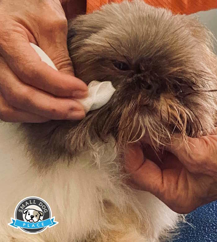 how many eyelids do dogs small health how many eyelids do dogs small health