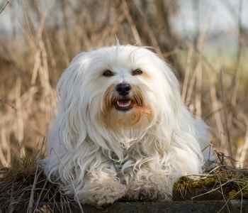 havanese barking 14 favorite small dogs havanese barking 14 favorite small dogs
