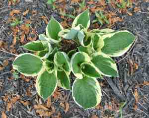 are hostas poisonous to dogs plants toxic to dogs page 2 are hostas poisonous to dogs plants toxic to dogs page 2