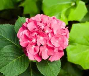 are hydrangeas poisonous to dogs plants toxic to dogs page 2 are hydrangeas poisonous to dogs plants toxic to dogs page 2