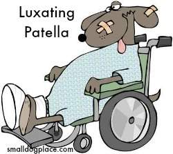 luxating patella in pugs small health luxating patella in pugs small health