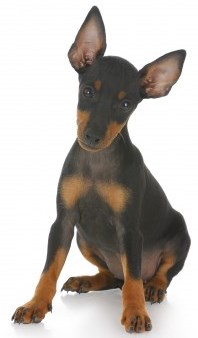 Toy manchester Terrier
