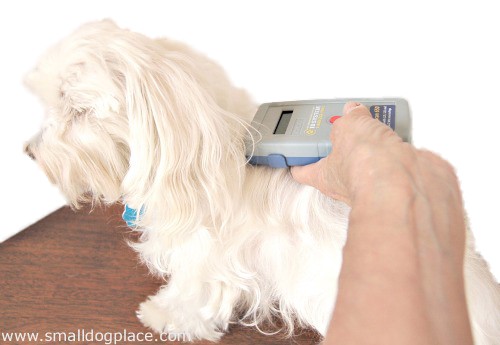 Microchip your dog