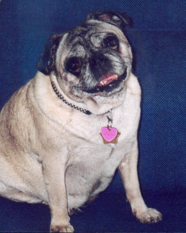 overweight pug diet overweight is your small obese overweight pug diet overweight is your small obese
