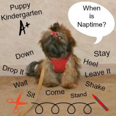 puppy kindergarten small where do you start puppy kindergarten small where do you start