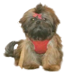 names for brown dogs brown names for your chocolate pooch names for brown dogs brown names for your chocolate pooch