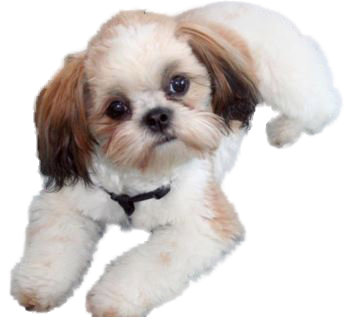 how to clip a shih tzu animated shih tzu clip picture breeds picture how to clip a shih tzu animated shih tzu clip picture breeds picture