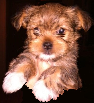show me a yorkie yorkie shih tzu mix pictures image search results breeds picture show me a yorkie yorkie shih tzu mix pictures image search results breeds picture