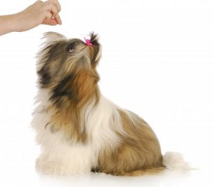 Best Cute Small Breed Dogs Small Dog Place: All Things Small Breed Dogs