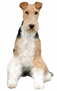 wire fox terrier