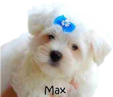 dogs that start with m boy puppy names l m dogs that start with m boy puppy names l m