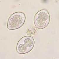 Giardia in Dogs Another Parasite You Should Know giardia in dogs