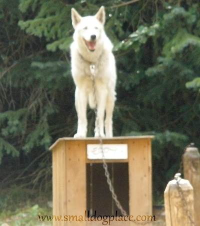 alaskan names for dogs alaskan names popular and alaskan names for dogs alaskan names popular and