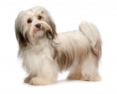 how big havanese dogs get fluffy small breed dogs how big havanese dogs get fluffy small breed dogs