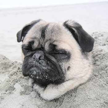 ancient pug pug ancient pug pug